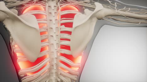 Radiologische-Untersuchung-Der-Menschlichen-Lunge