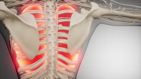 examen radiológico de los pulmones humanos