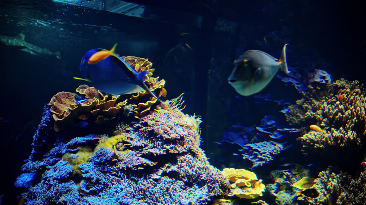 Close up of a yellowfin surgeonfish swimming near coral reefs