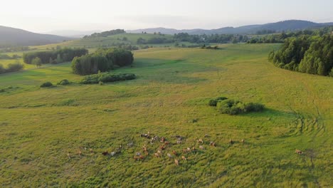 a cinematic drone view as it captures a herd of cows and the countryside below