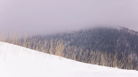 snowscape with foggy forest mountain at the background