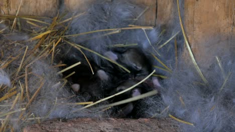 born rabbits. young rabbits in the nest.