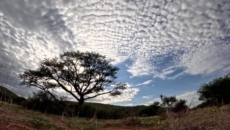 this brief timelapse captures the dynamic evolution and graceful dance of clouds across the stunning african landscape of the southern kalahari showcasing a beautiful acacia tree in the foreground