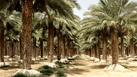 palmeras que crecen en una plantación cerca del mar muerto en israel