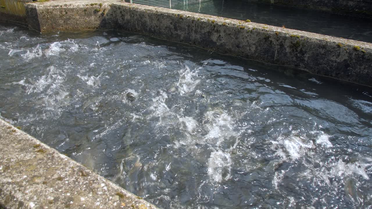 Fish splashing water in stone pool during feeding, wide static shot