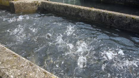 Fish-splashing-water-in-stone-pool-during-feeding,-wide-static-shot