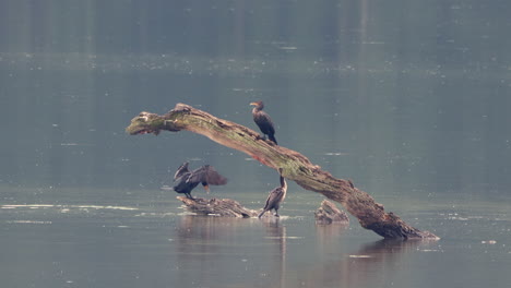 some comorants sitting on a dead branch in the middle of a lake