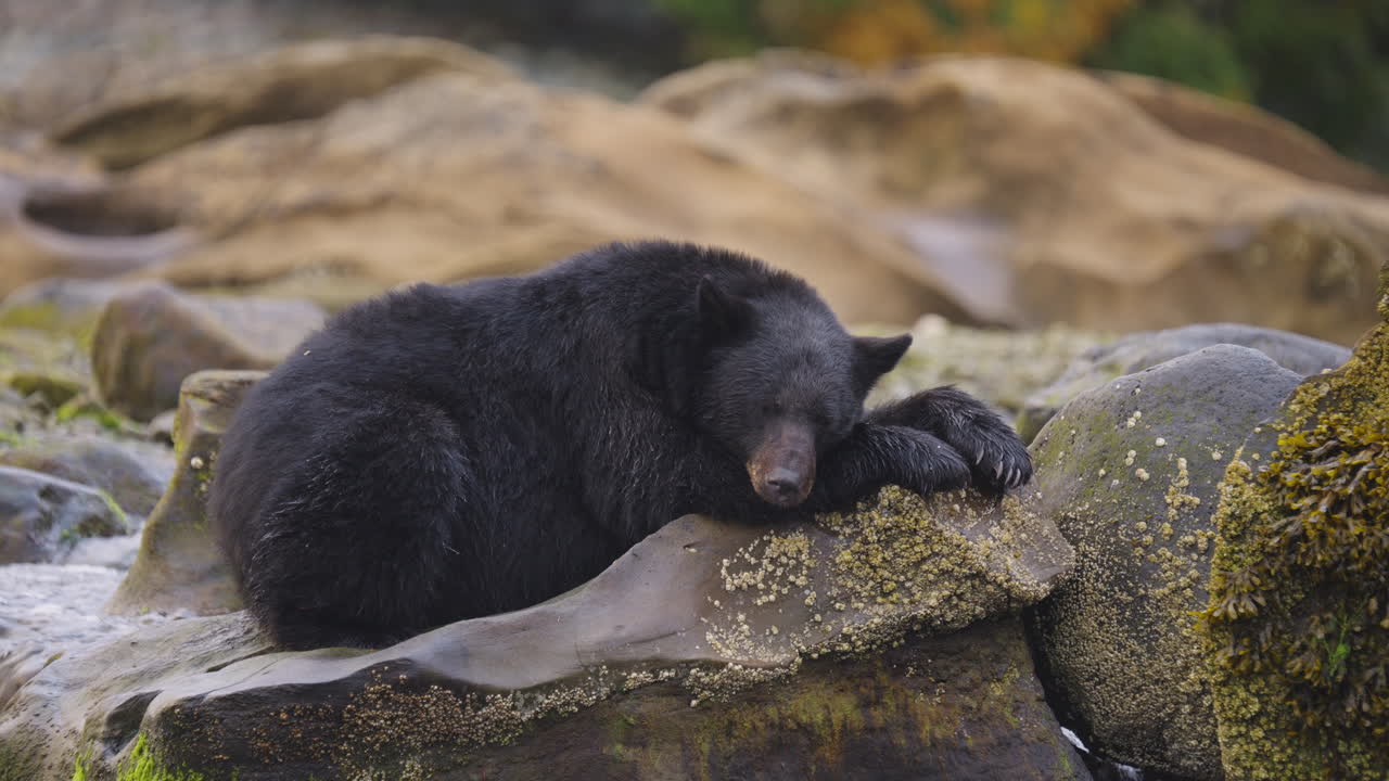 Un orso nero cammina lungo il fiume e la spiaggia in cerca di salmone da mangiare prima del letargo nella Columbia Britannica, in Canada