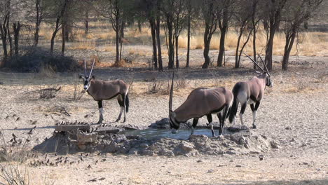 oryx antelope herd and birds at watering whole in preserve