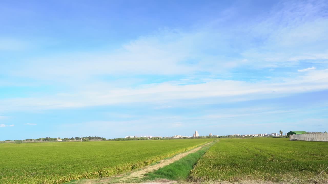 스페인 발렌시아 근처 의 시골 지역 에서 재배 된  의 왼쪽 사진