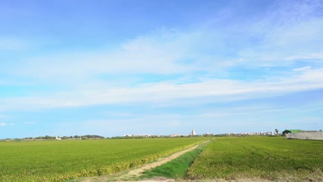 pan left shot of cultivated field in rural area near valencia, spain