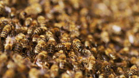 very close macro shot of bees working