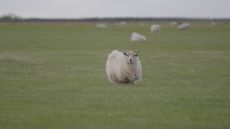 retrato de ovejas islandesas en un campo verde y exuberante en islandia