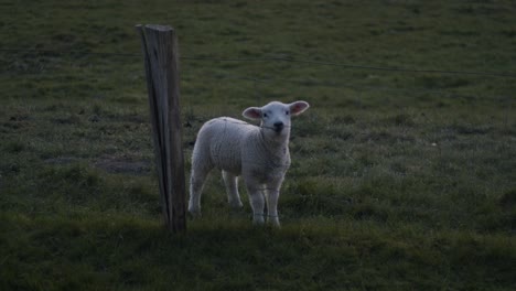 cute little lamb chews on garden fence in green backyard, evening, slow motion