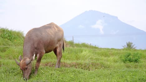 close up shot of buffalo eating grass