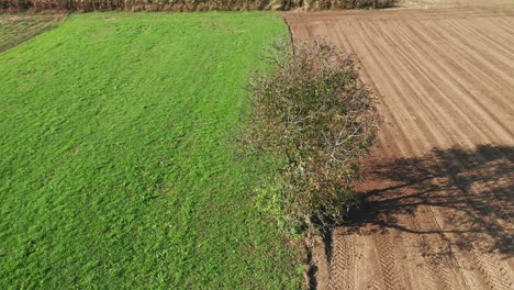 Lone-tree-in-farmland,-green-meadow-and-brown,-ploughed-field,-aerial-view,-serenity,-peace-and-tranquil-scene,-rural-landscape-birds-eye-view