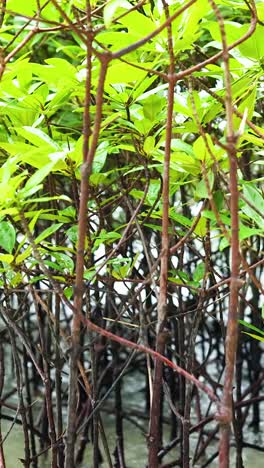 ecosistema de bosques de manglares