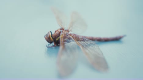 libélula vendedora ambulante marrón aeshna grandis