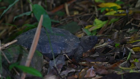 Tortuga-Asiática-Del-Bosque,-Manouria-Emys,-Parque-Nacional-Kaeng-Krachan,-Tailandia