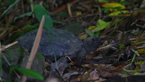 asian forest tortoise, manouria emys, kaeng krachan national park, thailand