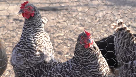 caged chickens at the farm