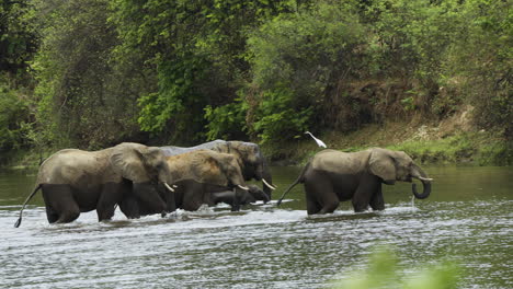 Sechs-Afrikanische-Elefanten-überqueren-Mit-Schnellen-Schritten-Einen-Fluss