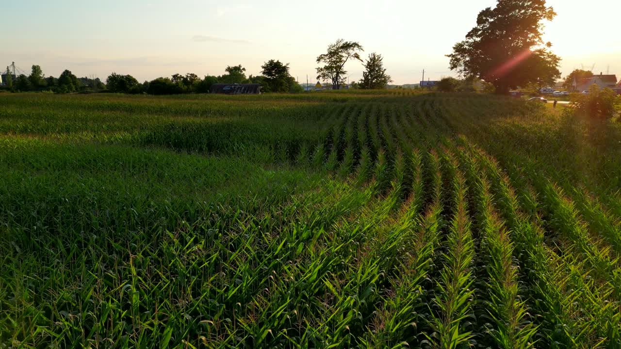 Neat rows of cornfield in countryside