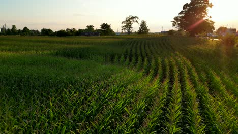 neat rows of cornfield in countryside