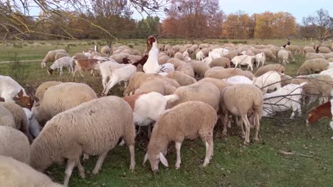 rebaño mixto de ovejas y cabras durante la puesta de sol en un prado aéreo abierto con árboles de otoño en el fondo