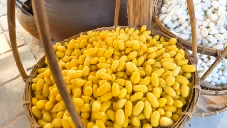 silk cocoons in baskets for silk production