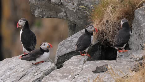 atlantic puffin (fratercula arctica), on the rock on the island of runde (norway).