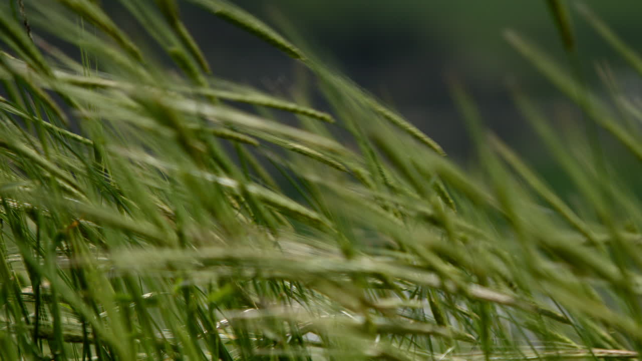 la hierba verde soplando en el viento