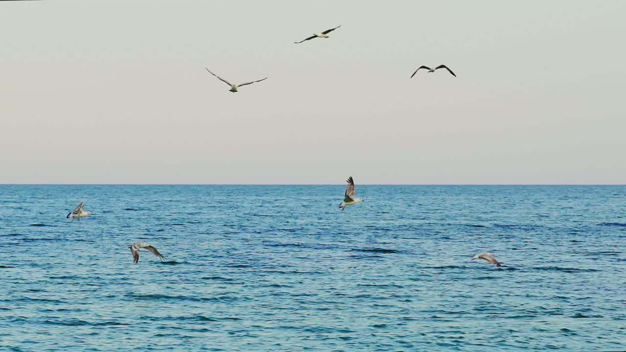 Flocks of seagulls float in sea. Beautiful view of flock of seagulls flying over the sea