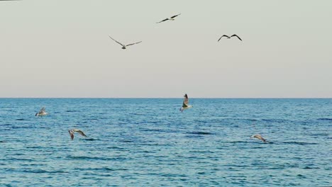 flocks of seagulls float in sea. beautiful view of flock of seagulls flying over the sea