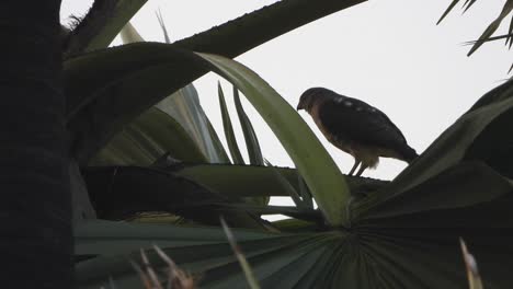 hawk in tree waiting for pray