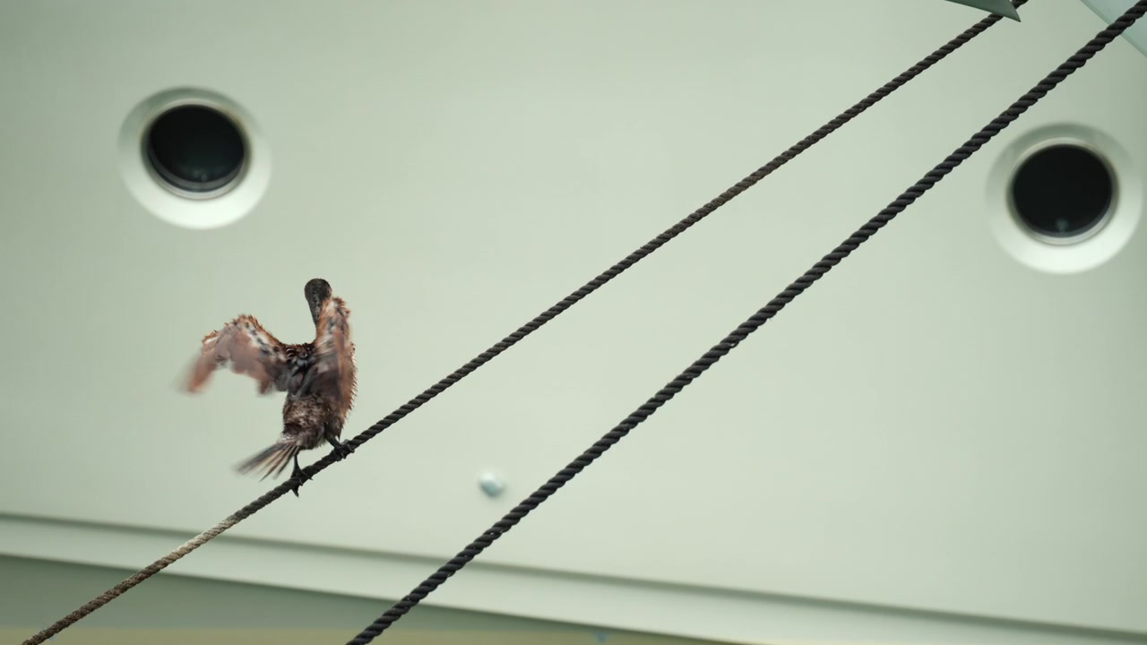 Un cormorano che riposa su una cima nautica, in equilibrio contro lo scafo bianco di una nave da crociera con oblò circolari.