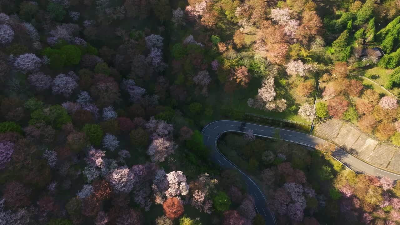 Aerial fly above scenic route, asphalted street along Japanese cherry blossom flowered mountain, Mount Yoshino in Central Nara kii mountains