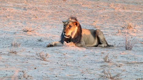 Ein-Großer-Männlicher-Afrikanischer-Löwe-Entspannt-Sich-Ruhig-In-Der-Warmen-Wüstensonne