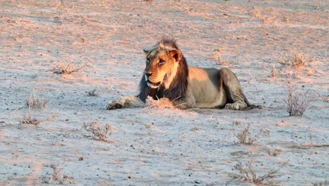 Un-Gran-León-Africano-Macho-Se-Relaja-Tranquilamente-Bajo-El-Cálido-Sol-Del-Desierto