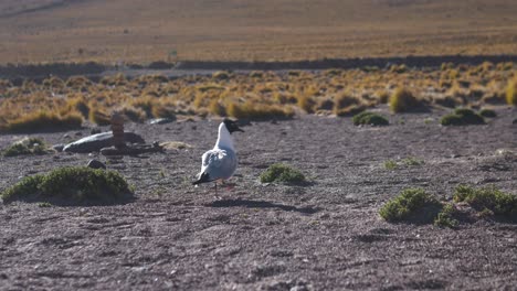 Black-Headed-Bird-Walking-in-the-Middle-of-the-Desert-and-Vegetation