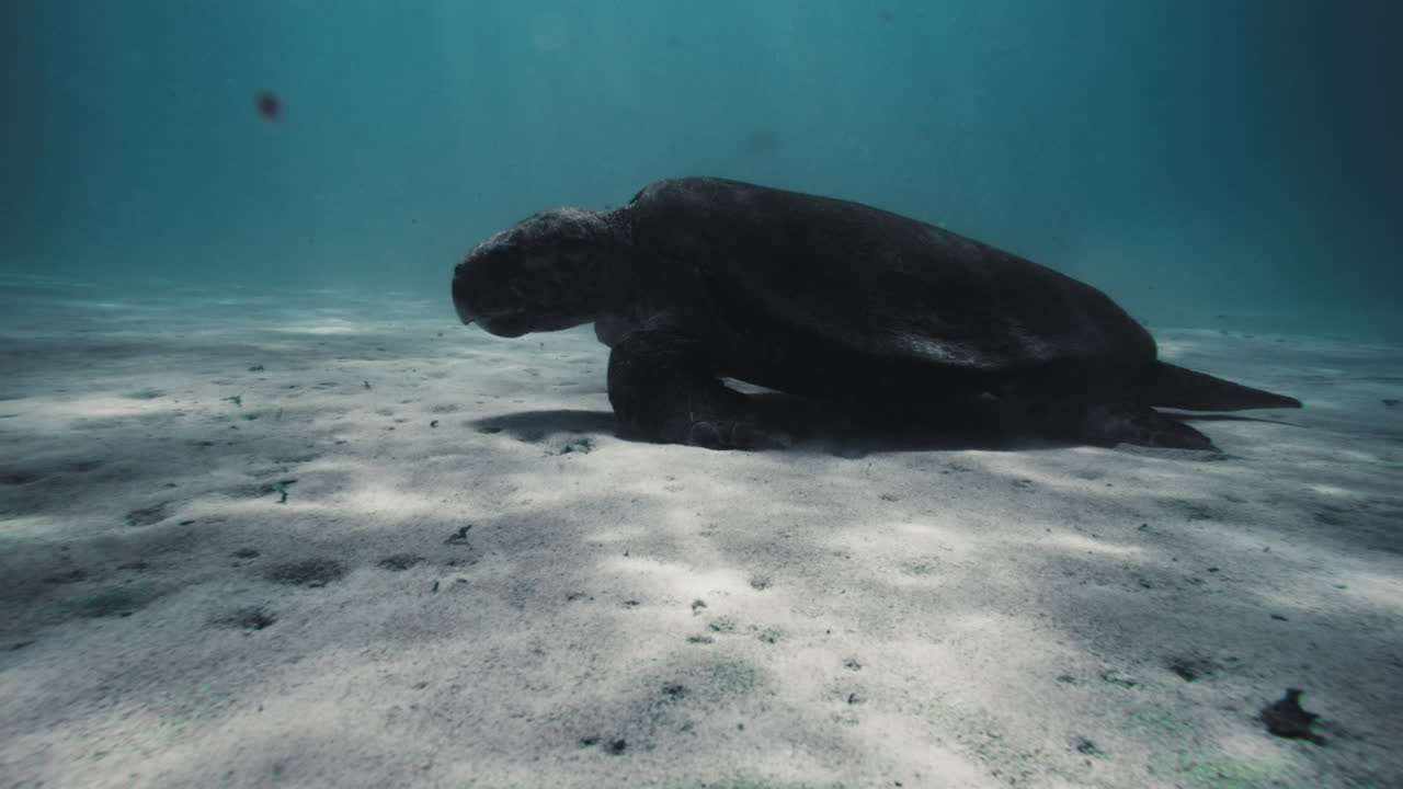 Sideview of turtle crawling along sandy bottom underwater surface as it feeds eating on food