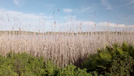 rising reveal of tall lake reeds beyond lush greenery on sunny day