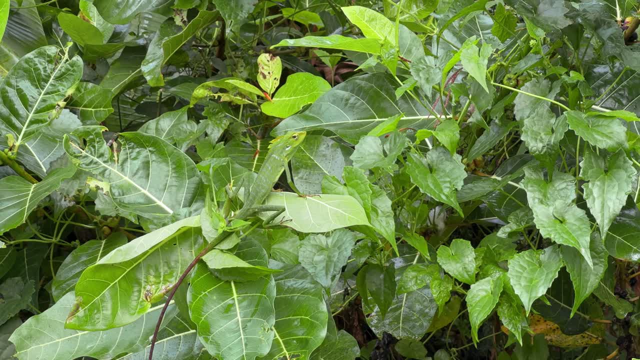 Tropical reptile perched among fresh green leaves, remaining still as it seamlessly blends with the vegetation. Chameleon, Chamaeleon, Bronchocela Jubata