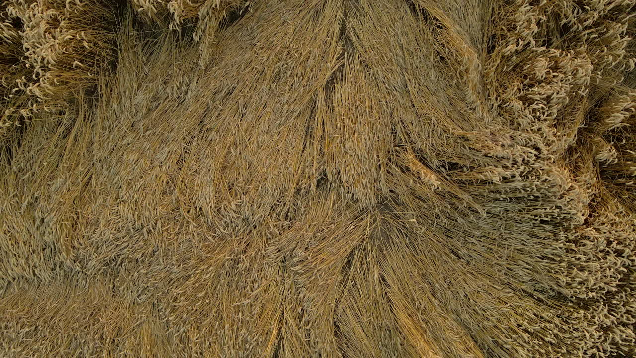 antena - drone despega lentamente sobre hierba de color dorado pisoteada en otoño