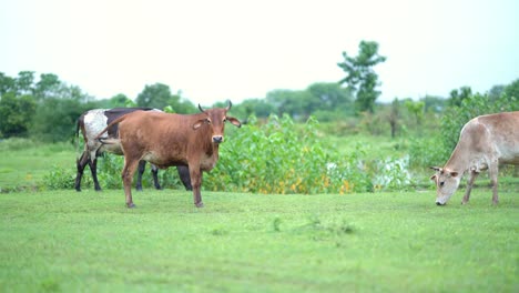 three cows are peacefully grazing on a lush green field, grazing and walking cows in lush fields of india