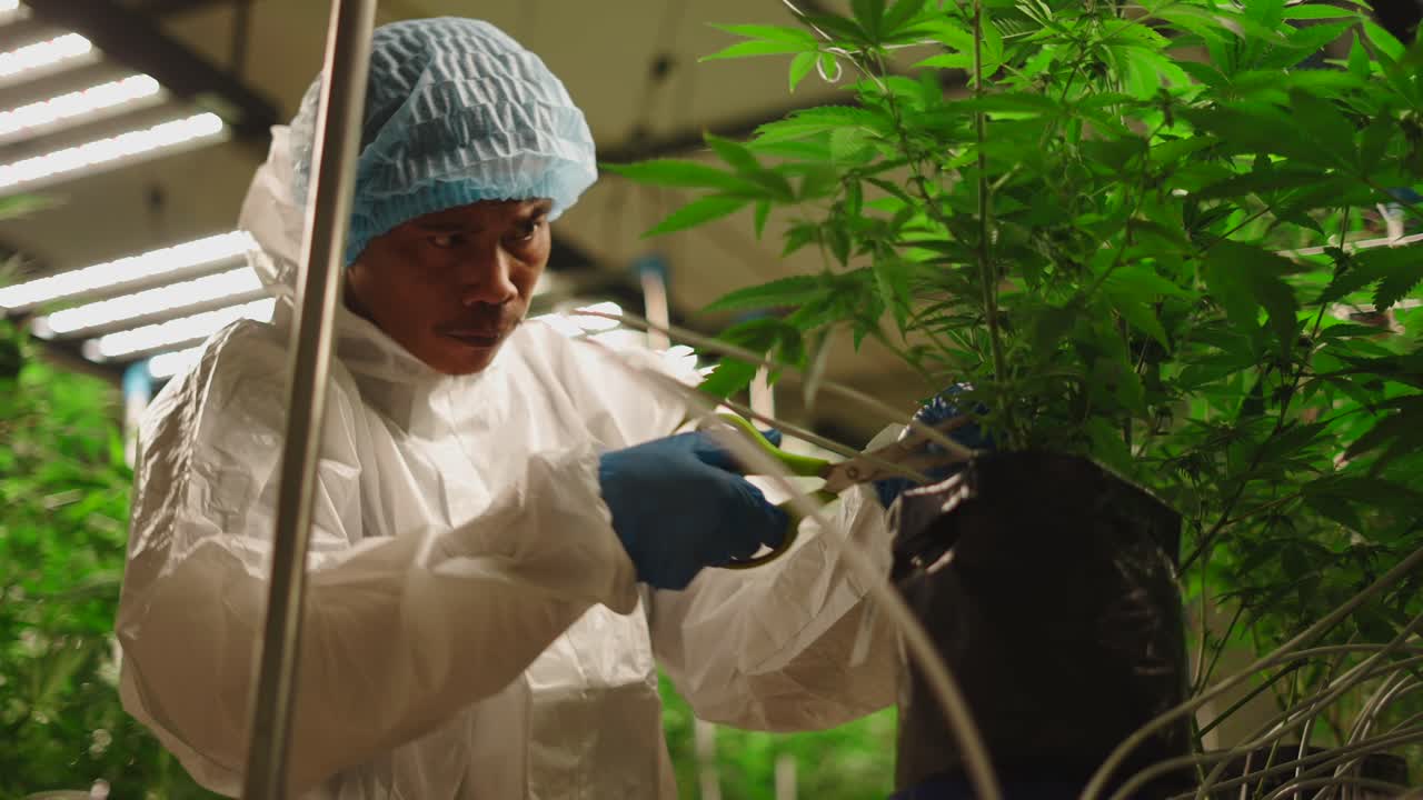 Cannabis Plant Care in an Indoor Grow Room