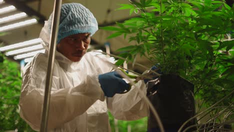 cannabis plant care in an indoor grow room