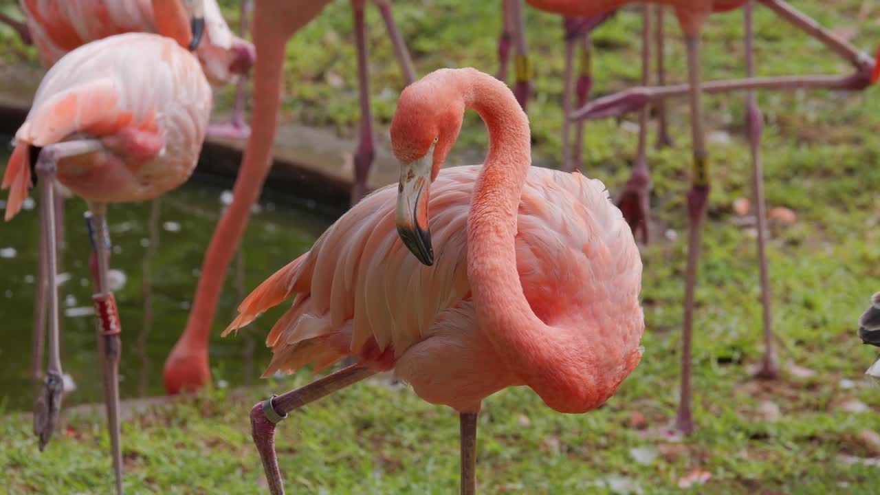 Closeup of view of pink flamingo resting near water