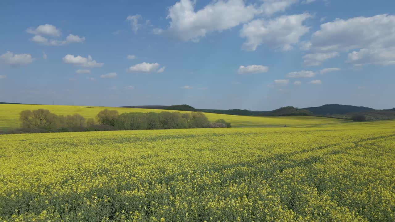 entrando en un campo de colza en un día soleado