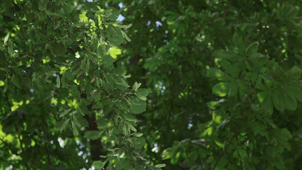 bosque verde profundo bosques verdes